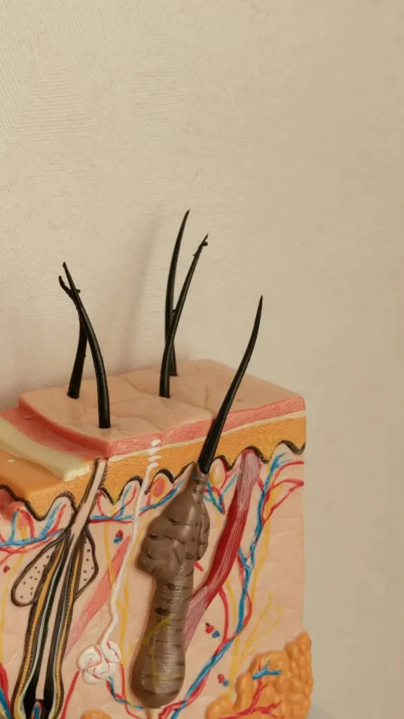 Hair growth cycle model